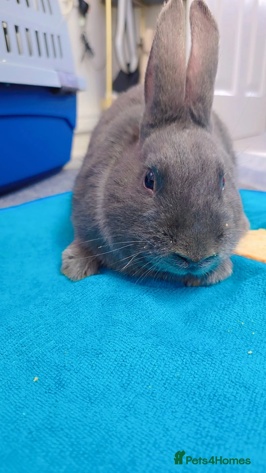 Alaska rabbits for sale: 2 Alaskan rabbits - Advert 3