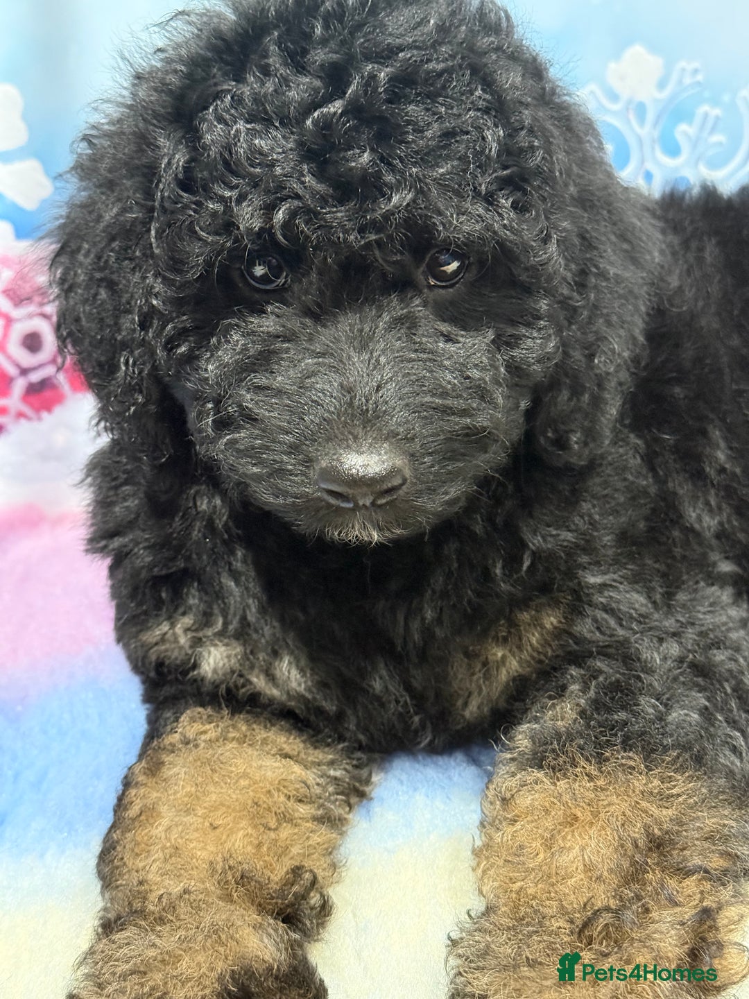 Bernedoodle dogs for sale: Last Miniature health tested Bernedoodle   - Advert 10