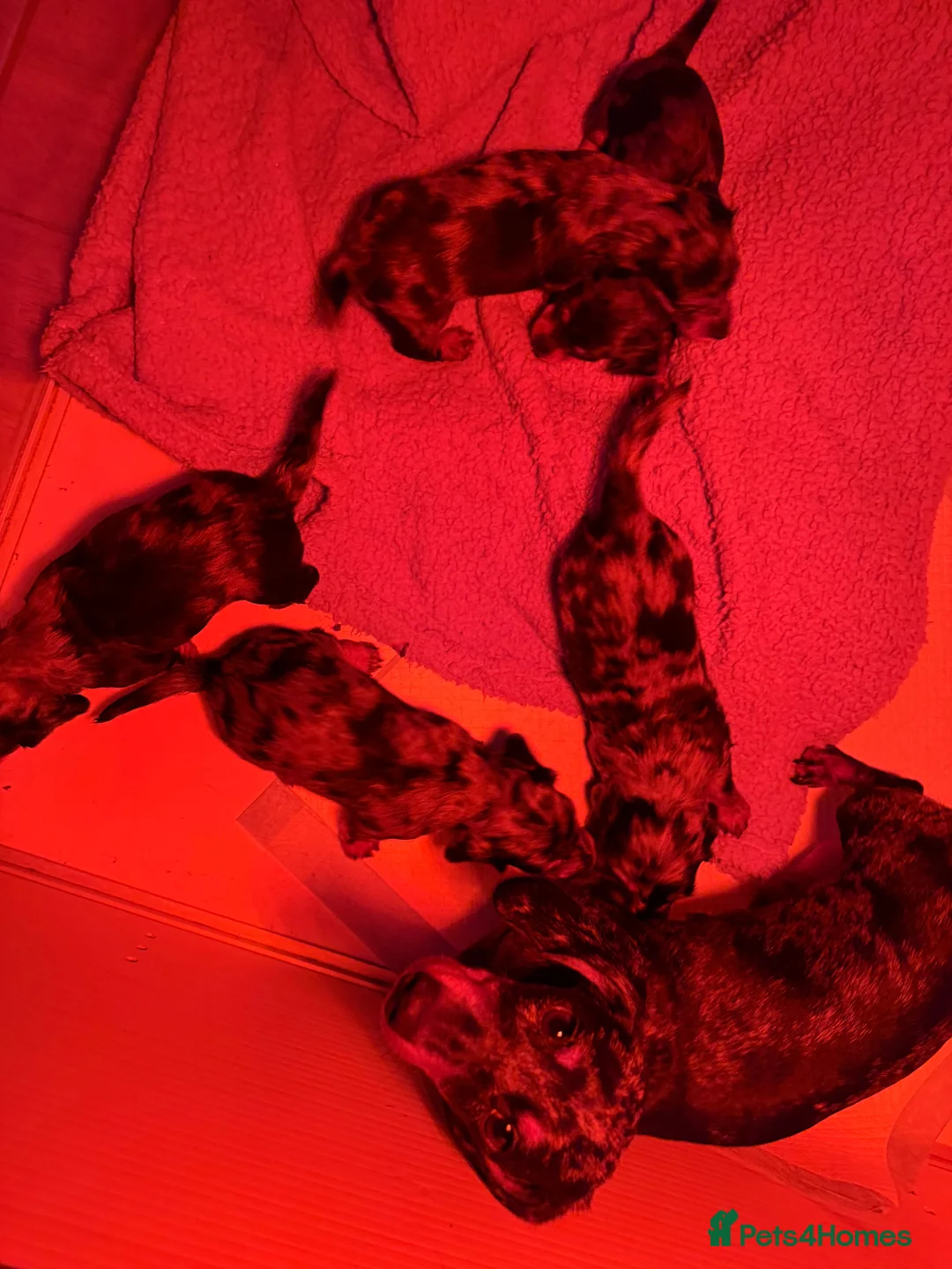 Dachshund dogs for sale: Dashounds - Advert 1