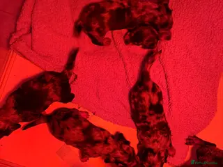 Dachshund dogs Dashounds - Advert 1