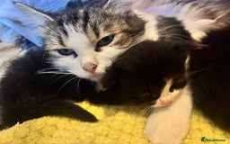 Ragdoll cats for sale: Ragdoll  - Image 2