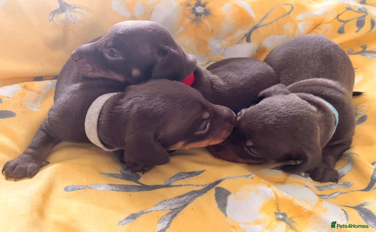 Miniature Dachshund dogs - Advert 13