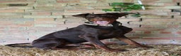 Dobermann dogs for sale: Denzel the male dobe - Advert 7