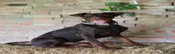 Dobermann dogs for sale: Denzel the male dobe - Advert 7