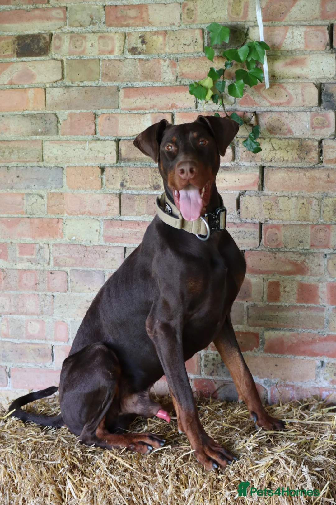 Dobermann dogs for sale: Denzel the male dobe - Advert 7