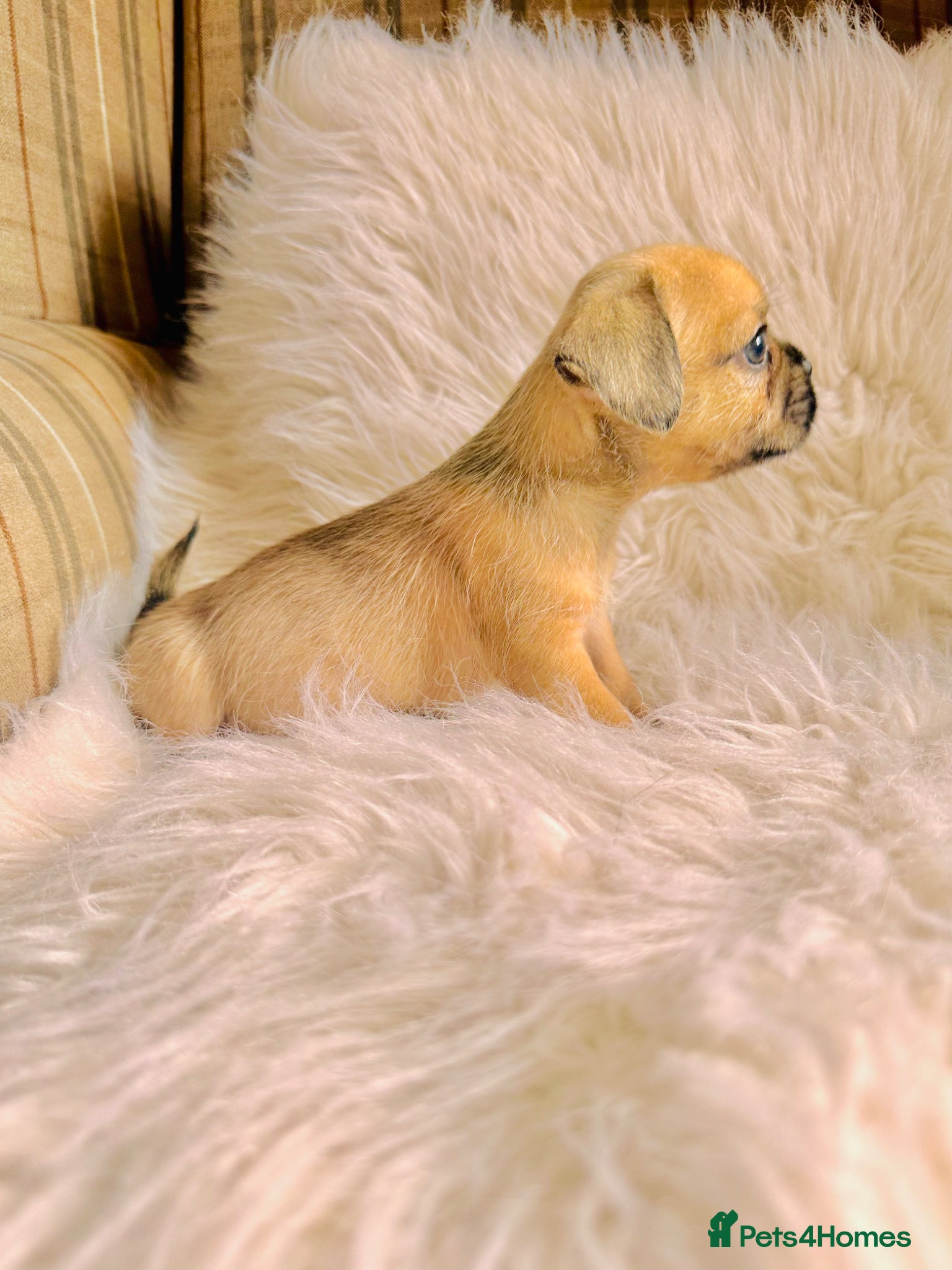 Mixed Breed dogs for sale: Shih Tzu x Frenchie pups - Advert 22