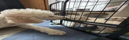 Standard Poodle dogs for sale: KC STANDARD POODLE PUPPIES - Advert 7