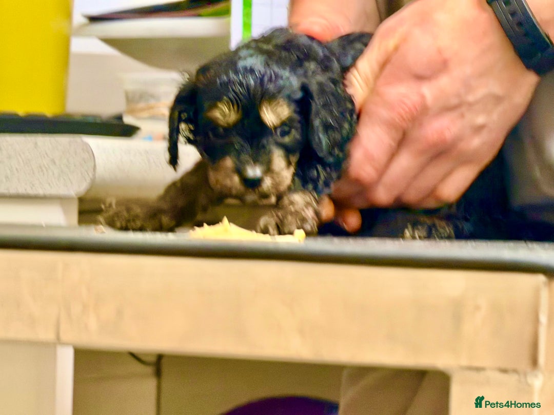 Cavapoo dogs for sale: Ready to leave! Top Class Cavapoo puppies.  - Advert 8