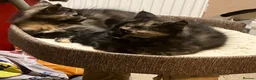 Mixed Breed cats for sale: Long haired tortoiseshell female kittens.  - Advert 10