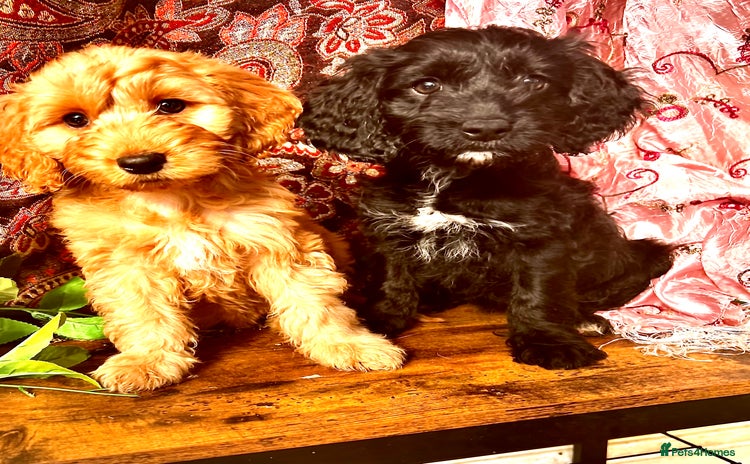 Cockapoo dogs - Advert 2