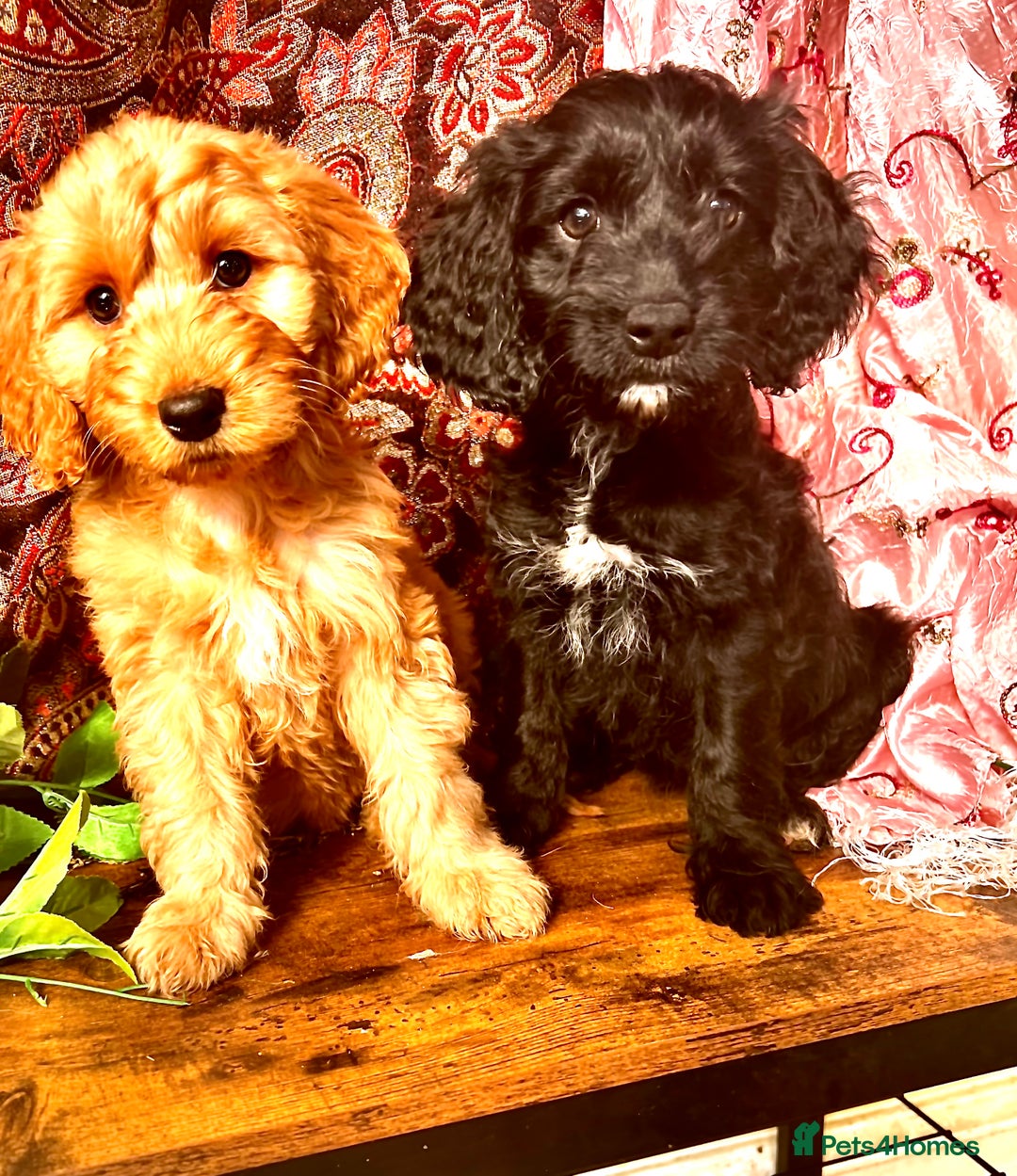 Cockapoo dogs for sale: Quality F1 Cockapoo Puppies GIRLS Various pricing  - Image 1