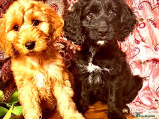 Cockapoo dogs - Advert 6