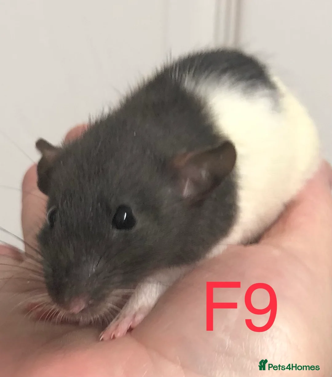 Rat rodents for sale: Beautiful tame fancy rats - Advert 9