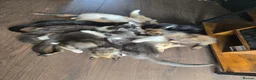 Mixed Breed cats for sale: Beautiful Blue/grey & white boys - Advert 11