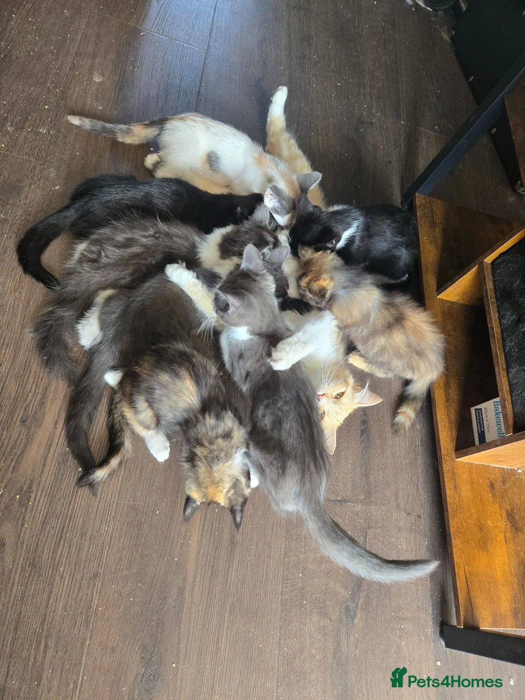 Mixed Breed cats for sale: Beautiful Blue/grey & white boys - Advert 11