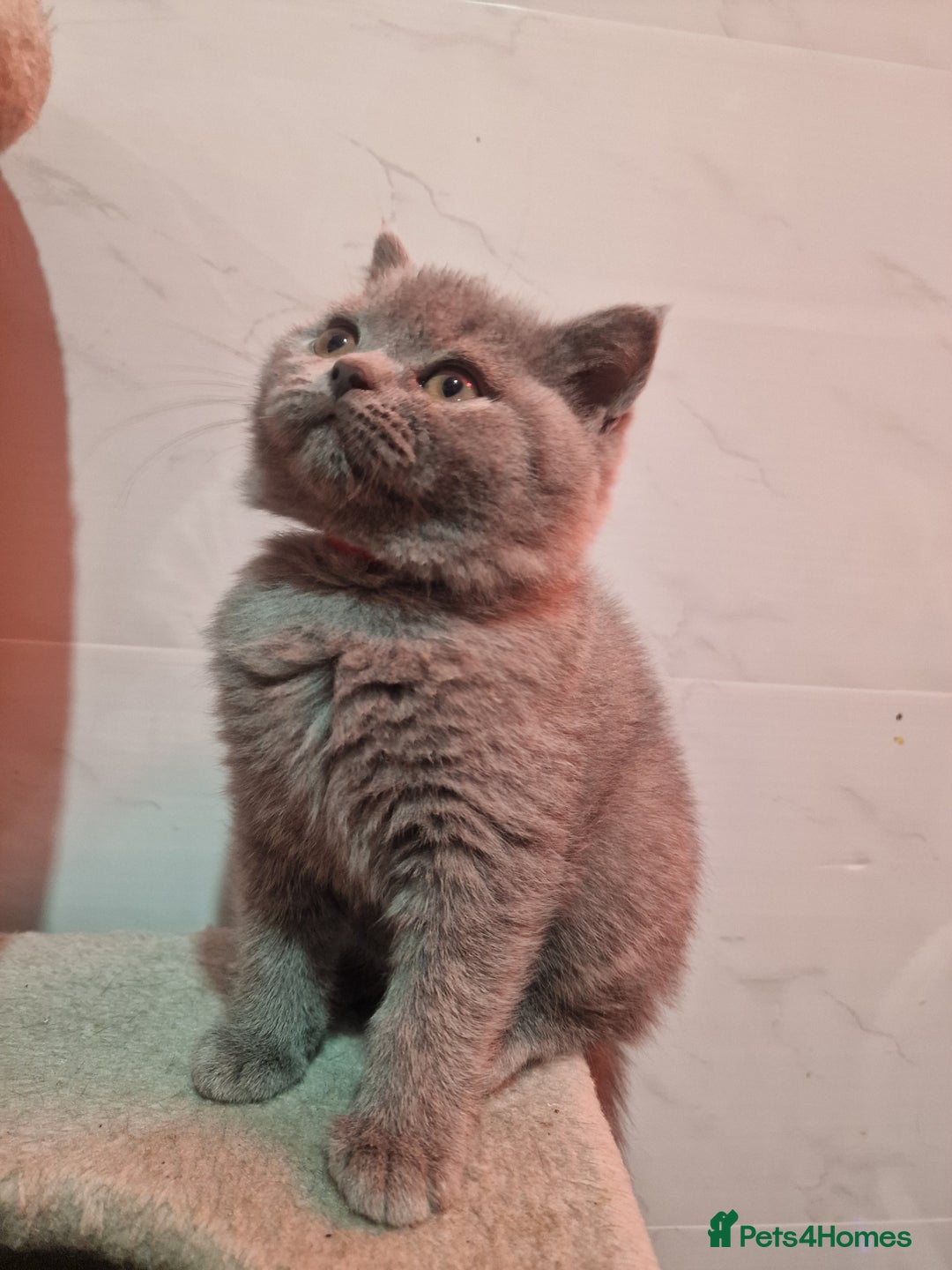 British Shorthair cats for sale: Champion Gccf chunky kittens  - Advert 7
