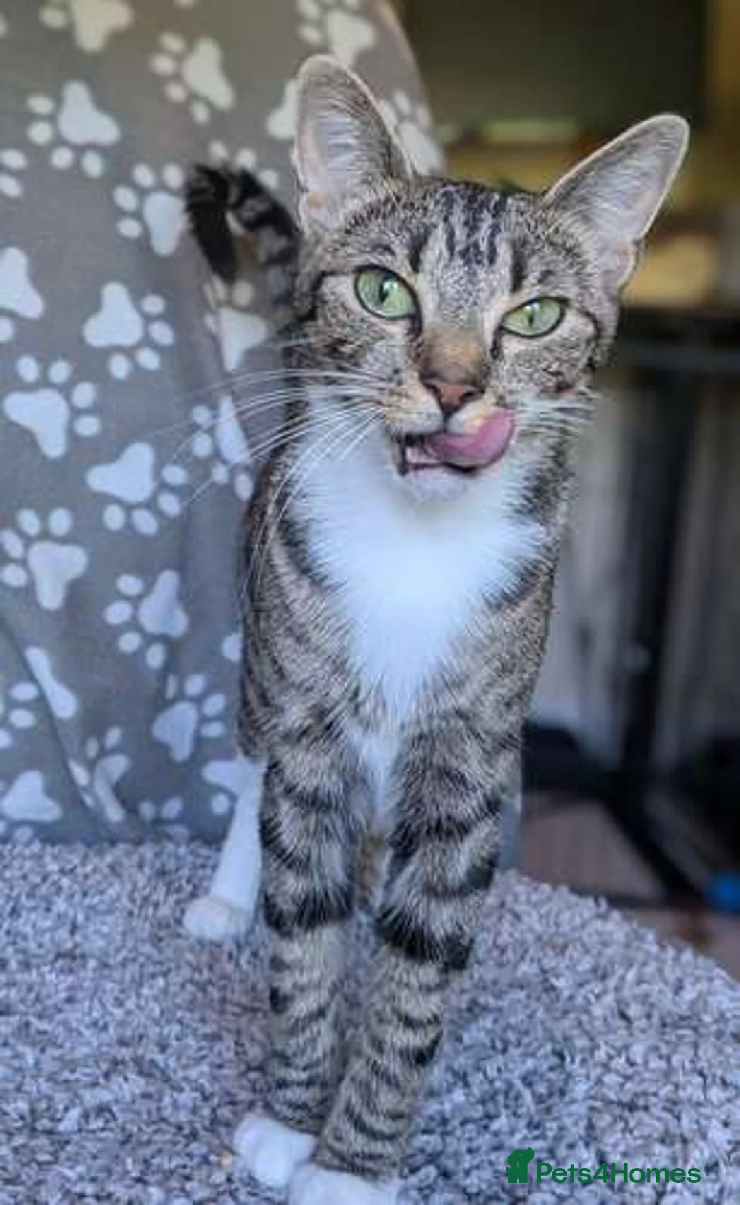 Mixed Breed cats for adoption: Sir JellyBean JumpsAlot - Advert 2