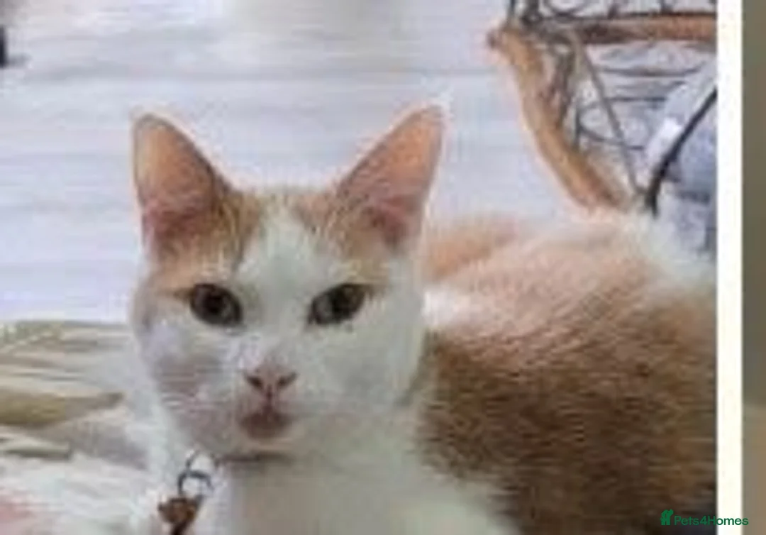 Mixed Breed cats for sale: Gorgeous boys  - Advert 2