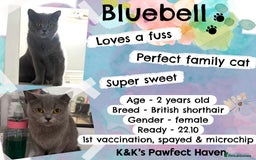 Domestic Shorthair cats for sale: Kittens and cats for adoption.  - Image 1