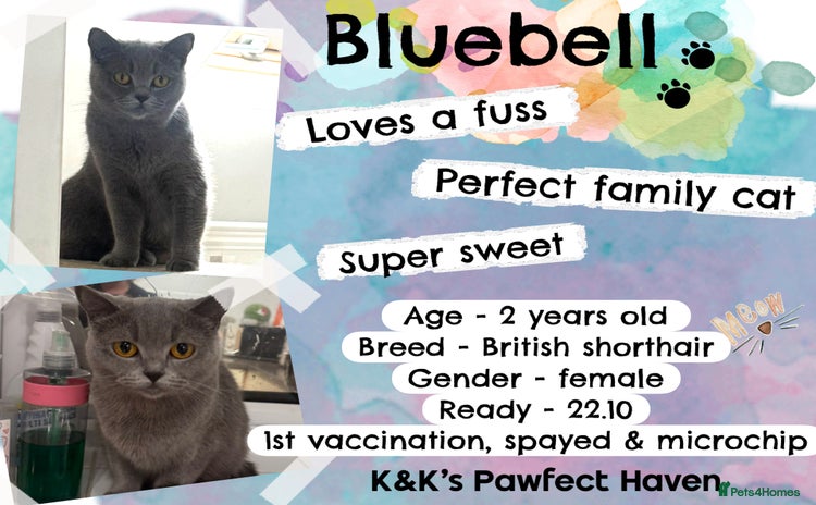 Domestic Shorthair cats - Advert 4