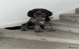 Cockapoo dogs for stud: Stud  - Image 2