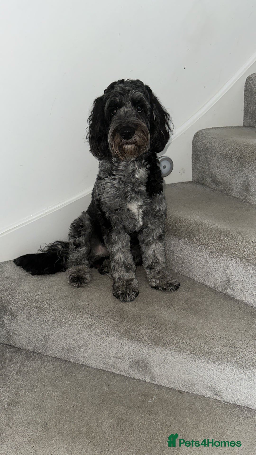 Cockapoo dogs for stud: Stud  - Image 2