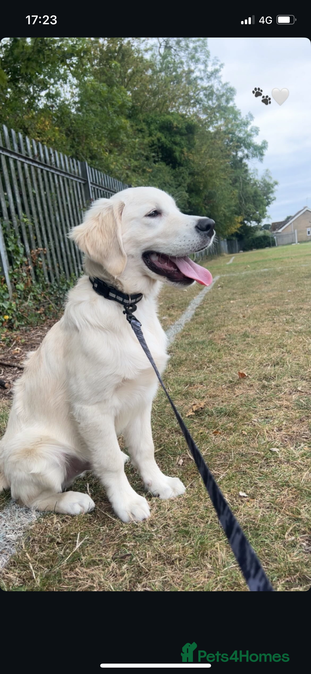 Golden Retriever dogs for sale: Golden retriever for sale £1100 Ono - Advert 5