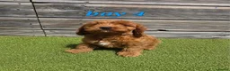 Cockapoo dogs for sale: 7 Adorable F1 Cockapoo pups ♥️🐕🐾 - Advert 15
