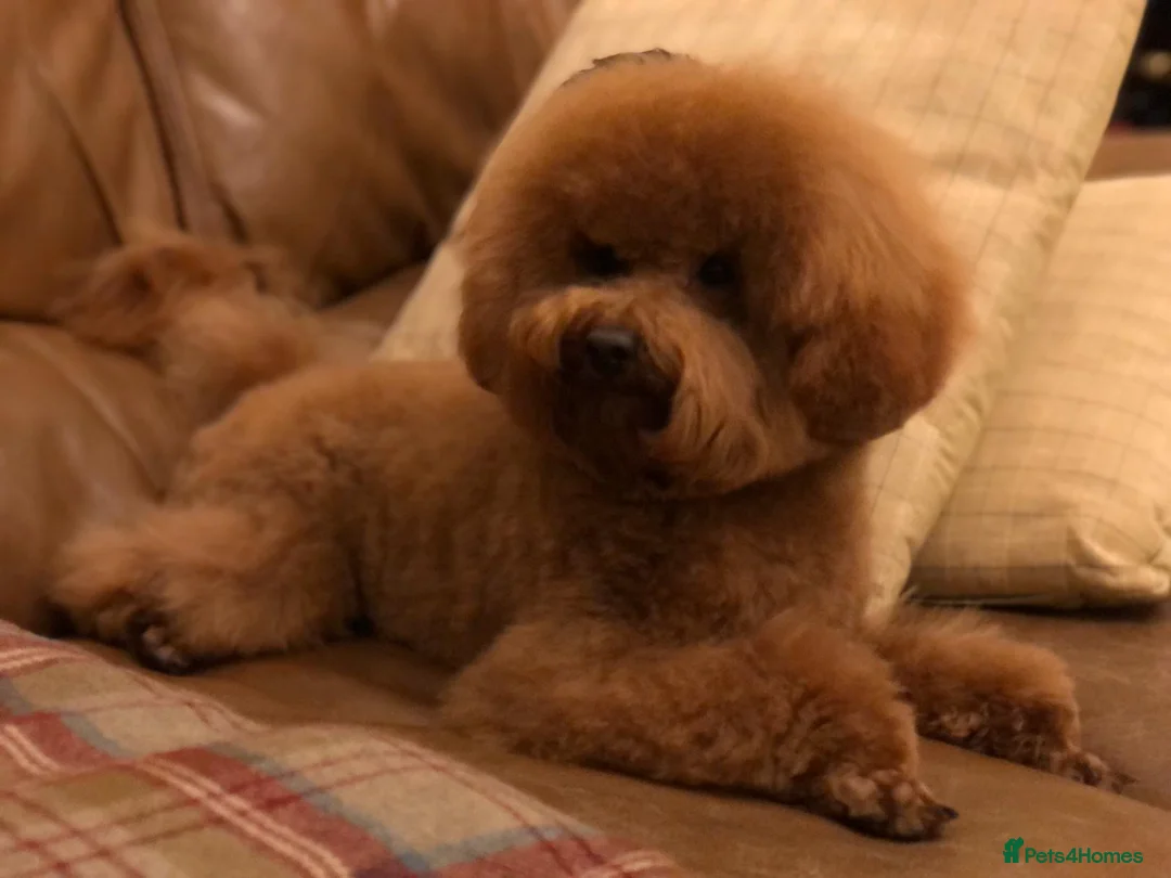 Toy Poodle dogs for stud: Red Toy Poodle stud in Crymych - Advert 13