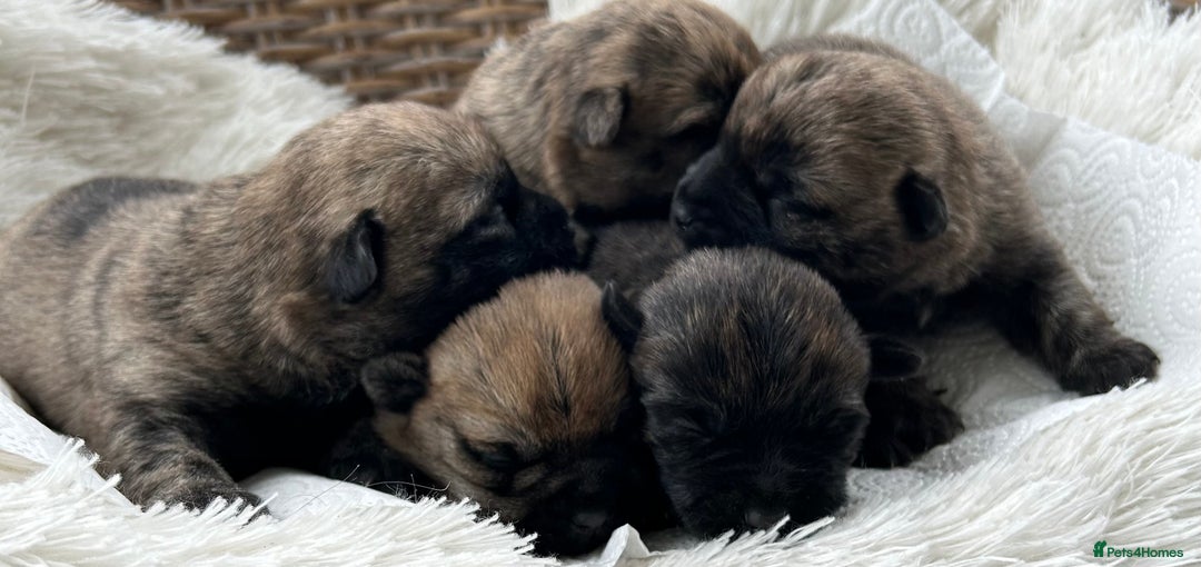 Cairn Terrier dogs for sale: CAIRN TERRIER PUPPIES - Image 6