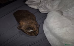 Guinea Pig rodents for sale: Guina pigs  - Image 2