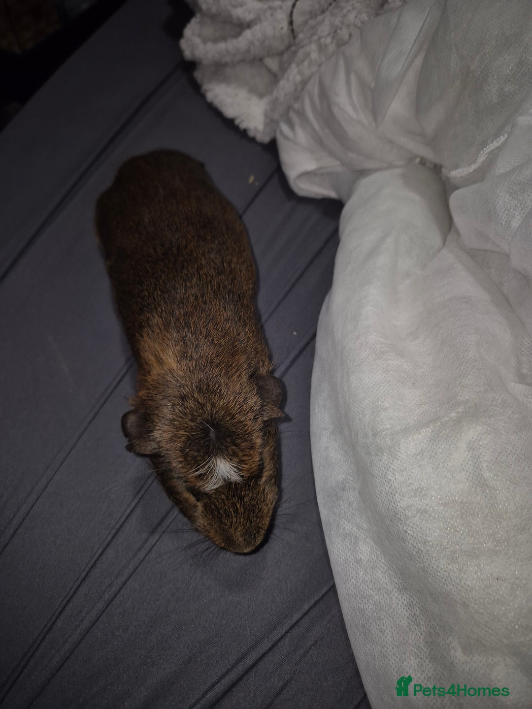 Guinea Pig rodents for sale: Guina pigs  - Image 2