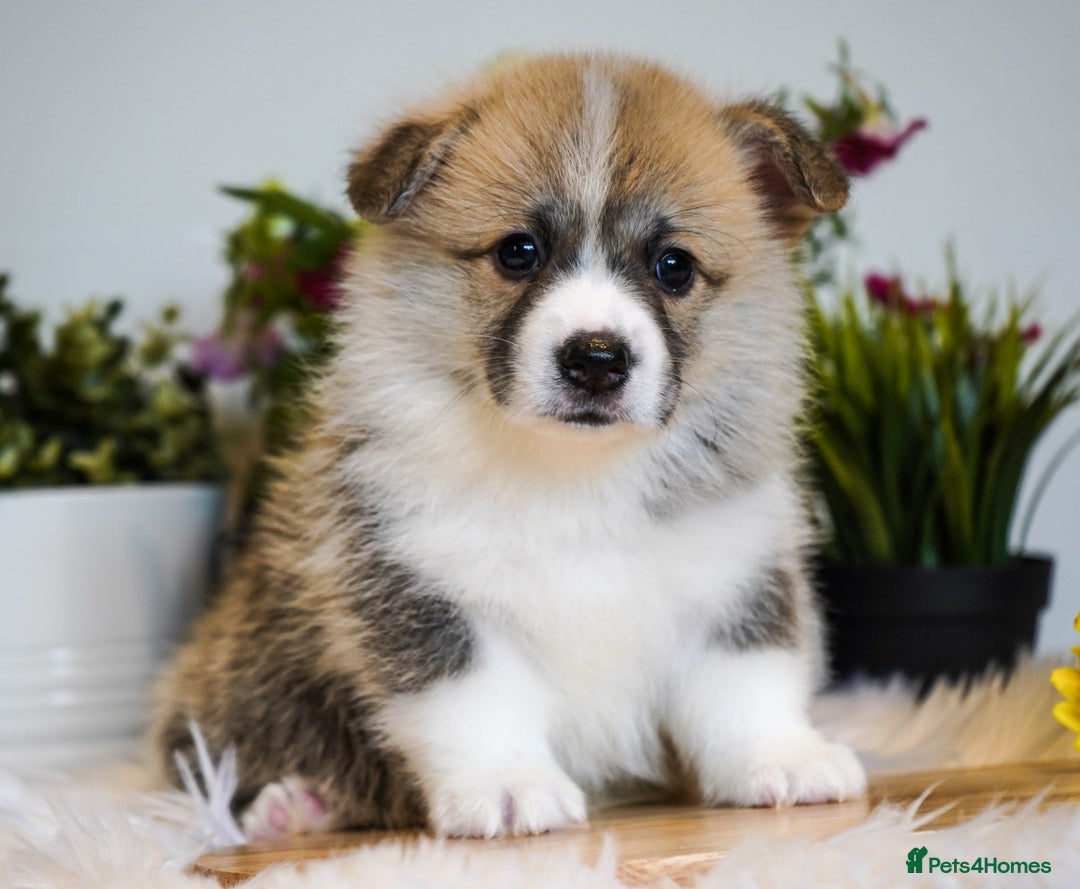 Welsh Corgi Pembroke dogs for sale: Welsh Corgi (Pembroke) - Image 10
