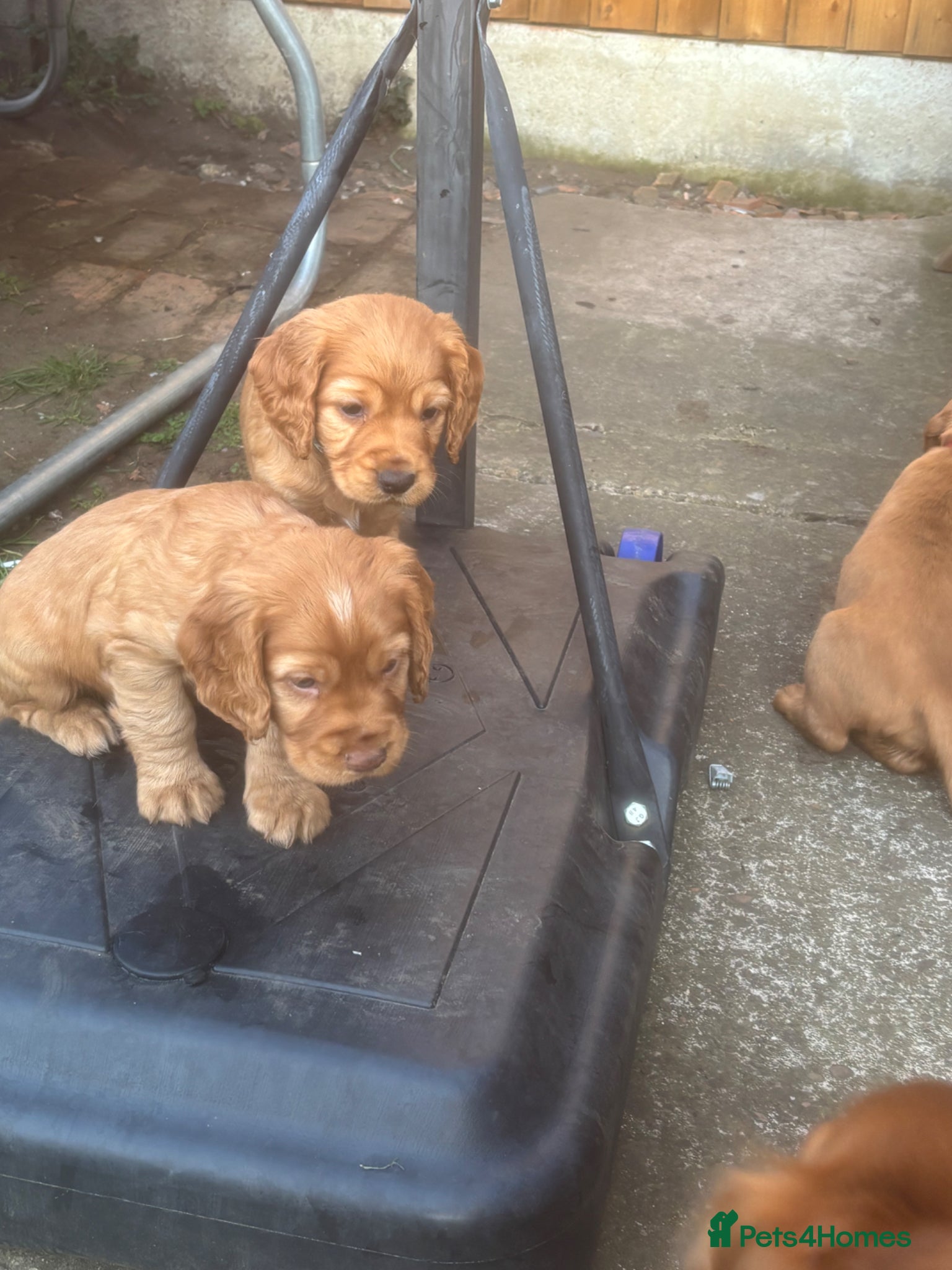 Cocker Spaniel dogs Beautiful KC Reg. Working Cocker Spaniels  - Advert 4