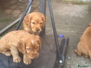 Cocker Spaniel dogs Beautiful KC Reg. Working Cocker Spaniels - Advert 4