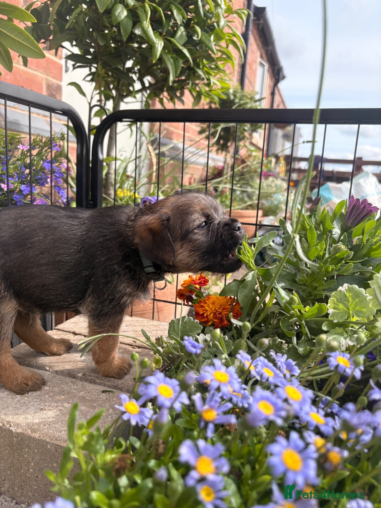 Border Terrier dogs Pedigree K C Reg Border Terrier Puppies for sale - Advert 2