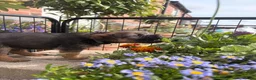 Border Terrier dogs for sale: Pedigree K C Reg Border Terrier Puppies for sale in Derby - Advert 2
