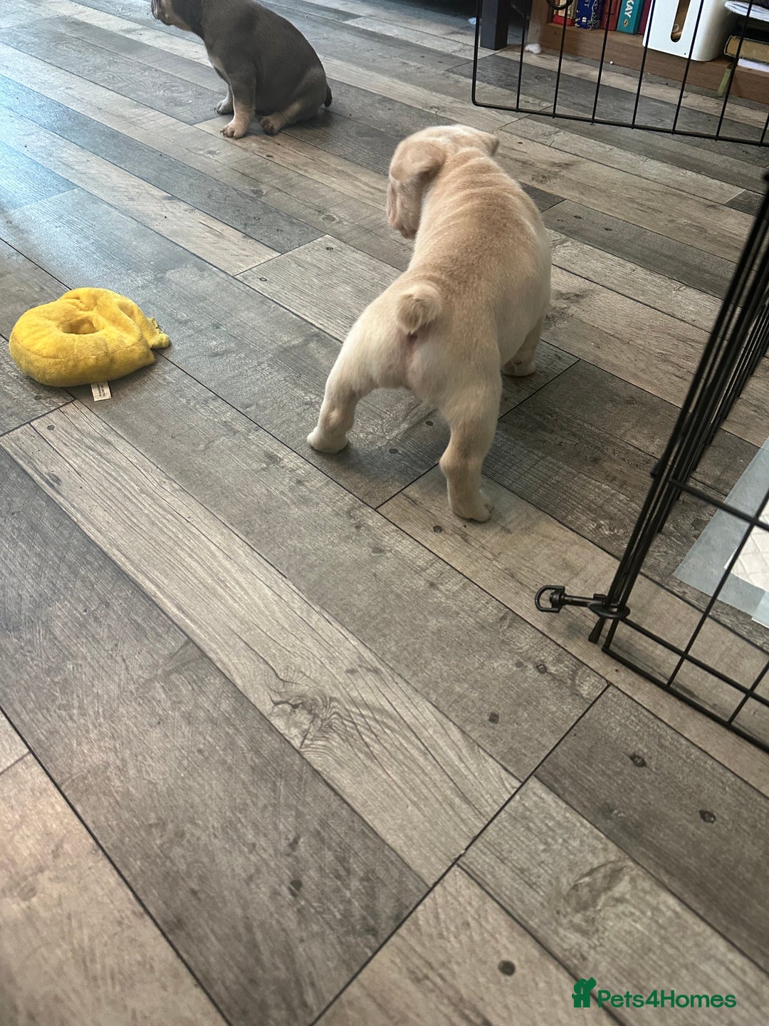 French Bulldog dogs for sale: Beautiful French Bulldog litter  - Image 10