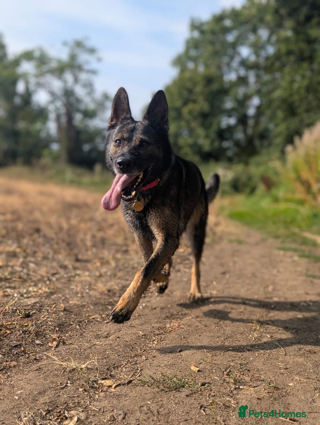 German Shepherd dogs for sale: Sable German Shepherd  - Image 2