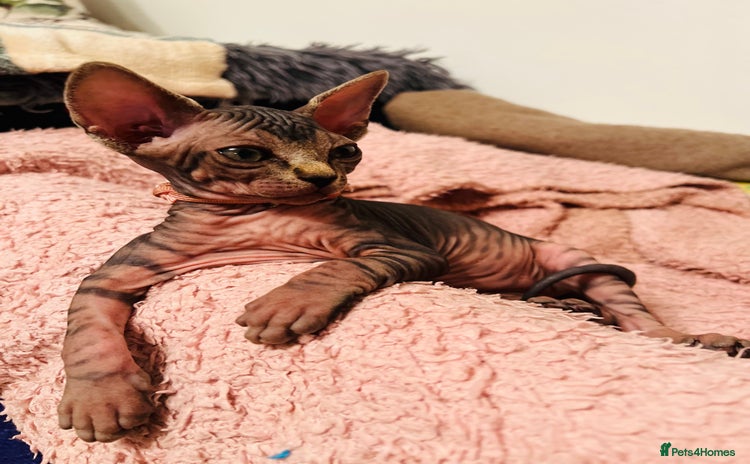 Sphynx cats - Advert 1