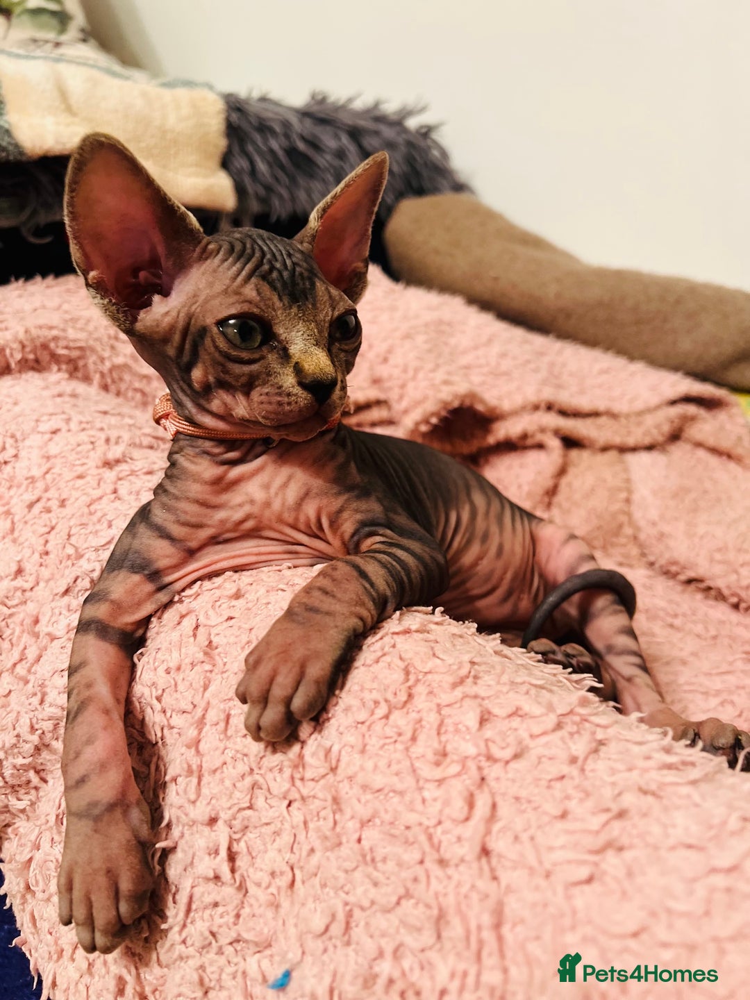Sphynx cats for sale: HCM ******tery, pure Canadian Sphynx kittens  - Image 1