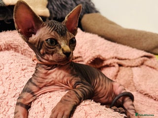 Sphynx cats - Advert 6