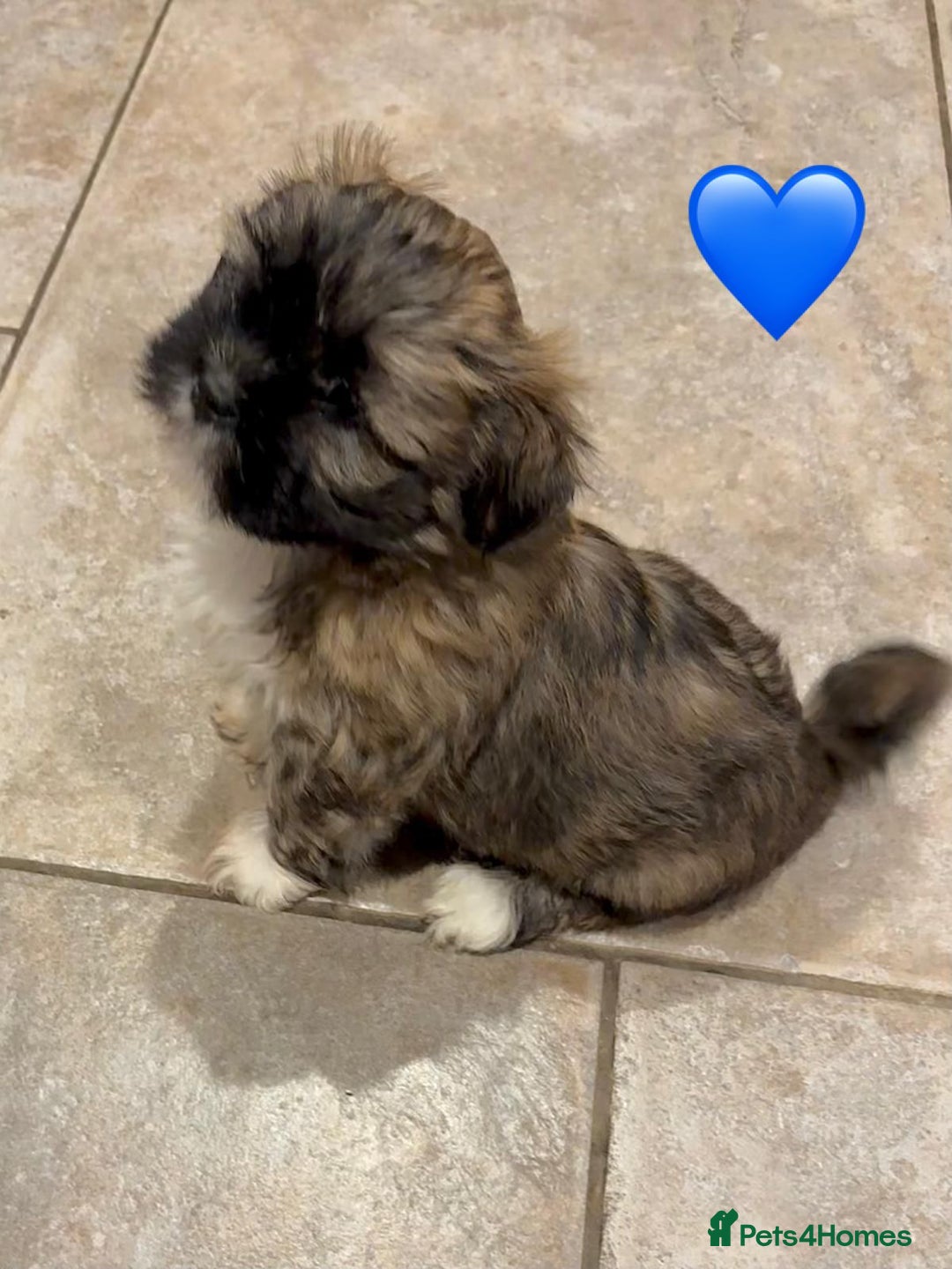 Lhasa Apso dogs for sale: Four Adorable Lhasa Apso Pups KC reg GPRA Clear - Advert 4