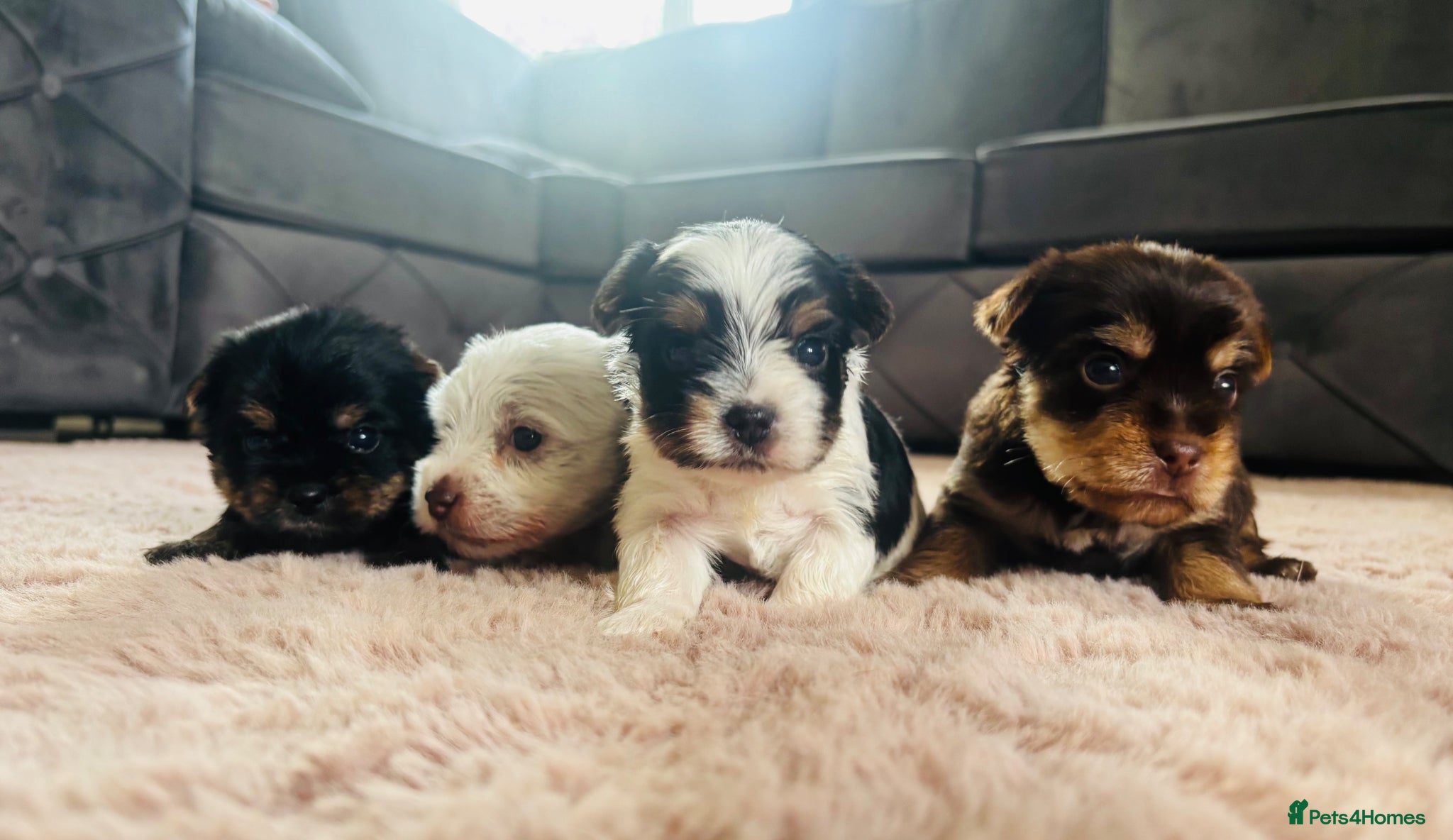 Yorkshire Terrier dogs for sale: Beautiful biewer Yorkshire terrier - Advert 4