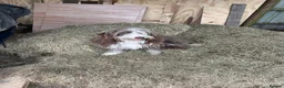 Bearded Collie dogs for sale: Bearded collie puppies  - Advert 2