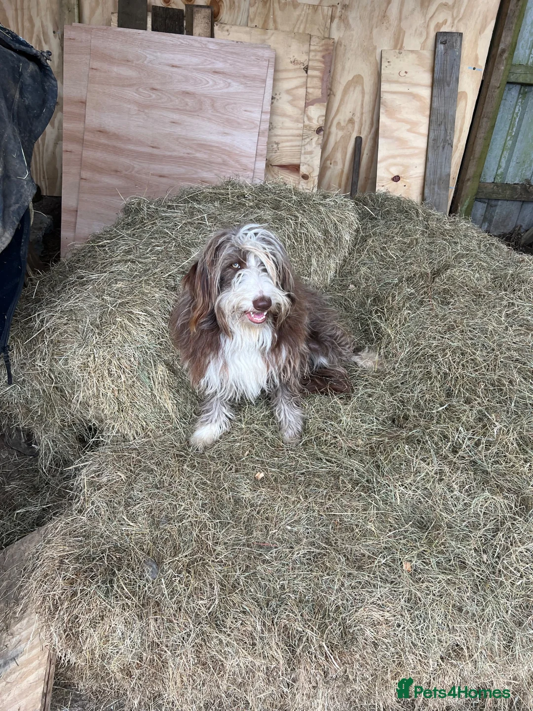 Bearded Collie dogs for sale: Bearded collie puppies  - Advert 2