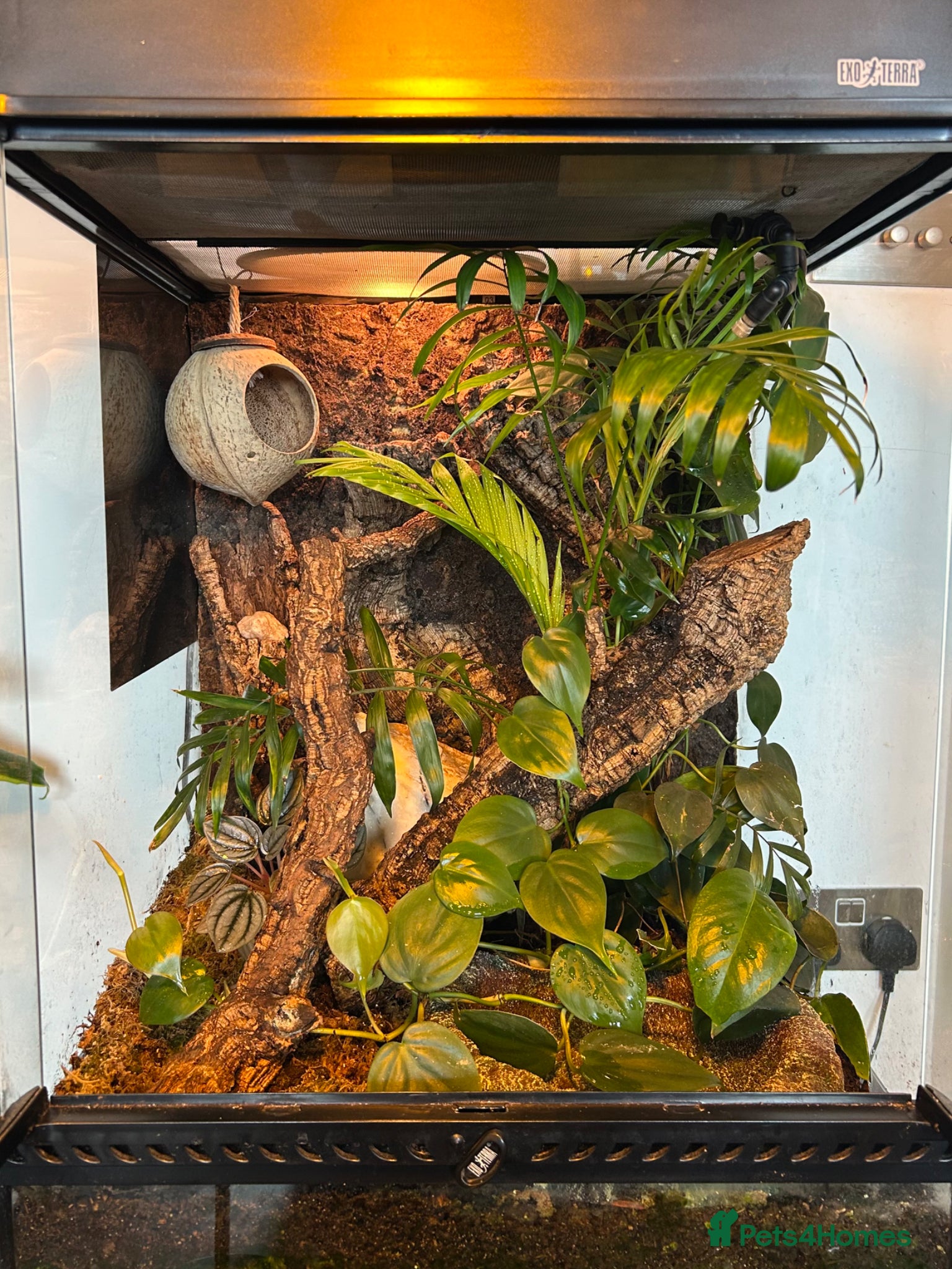 Frog reptiles BIOACTIVE VIVARIUM FOR SALE - Advert 1
