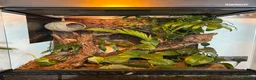 Frog reptiles for sale: BIOACTIVE VIVARIUM FOR SALE - Advert 1