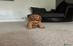 Cocker Spaniel dogs for sale: ✨ Show Cocker Spaniel pups ✨ - Image 23