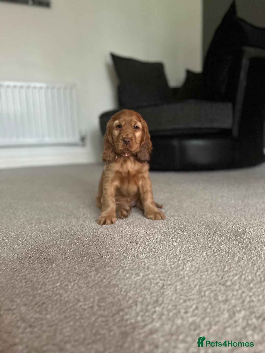Cocker Spaniel dogs for sale: ✨ Show Cocker Spaniel pups ✨ - Image 23